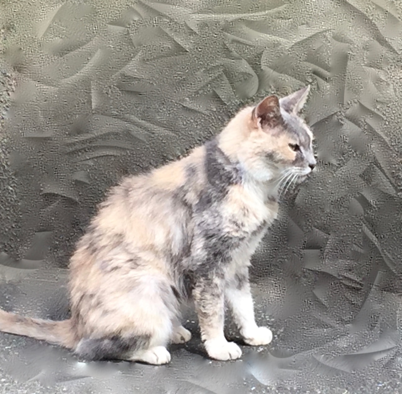 夜の猫、というか、子猫を守る親猫 私は何から出来ているのか？